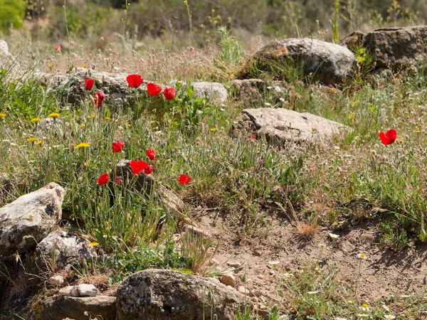 <h3><a href="/trips/ebro/biota/plantae/tracheophyta/magnoliopsida/ranunculales/papaveraceae/papaver rhoeas/papaver rhoeas-nl.html">Papaver&nbsp;rhoeas</a> / Corn&nbsp;poppy / Grote&nbsp;klaproos</h3>OM-1 met OLYMPUS M.40-150mm F2.8, 1/2000 sec  bij F5.6, ISO 640, afstand 6.47&nbsp;m
